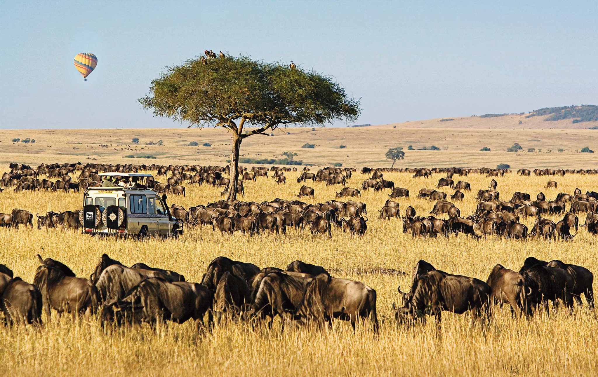 maasai-mara