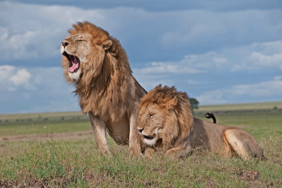 maasai-mara-wildlife