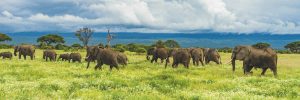 tanzania-top-300x100