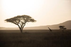 tanzania1-300x200