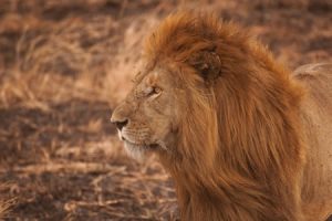 tanzania2-300x200