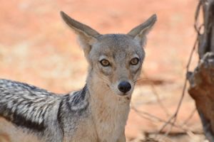 tanzania5-300x200